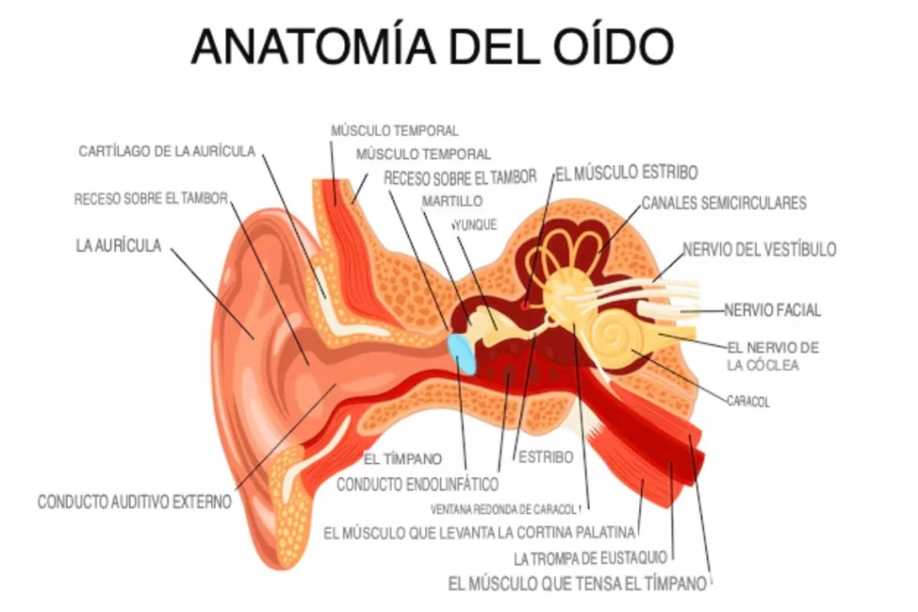 Audición 